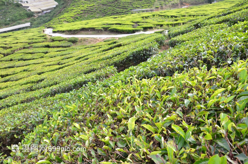 馬來(lái)西亞卡梅倫高地茶葉種植園