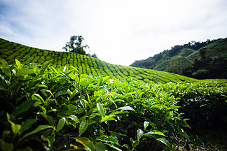 在馬來(lái)西亞的茶葉種植園