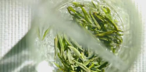 城固 又到山花爛漫時(shí) 絲路萬(wàn)里品茶香