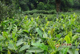 女人可以每天喝紅茶嗎 不建議天天喝