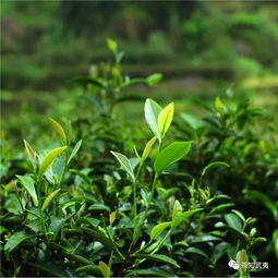 武夷巖茶到底有啥 玩頭