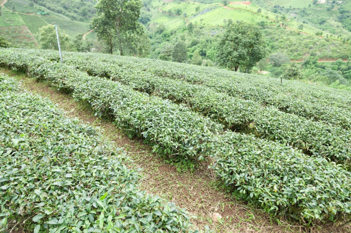 種植園種植與茶種植園農(nóng)民成長(zhǎng)茶樹(shù)山區(qū)域?yàn)榉N植園