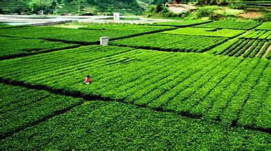 快來(lái)安化“黑茶最美生態(tài)茶園”撩茶