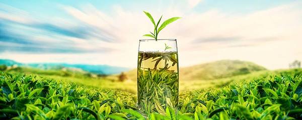 茶的品種