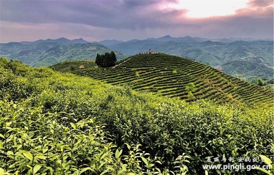 平利:“貢”茶飄香“富”萬(wàn)家