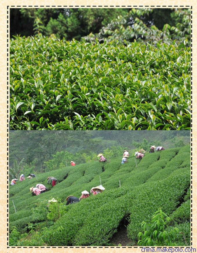 2016濃香型臺(tái)灣梨山茶,臺(tái)灣特產(chǎn)烏龍茶臺(tái)灣高山茶葉批發(fā)