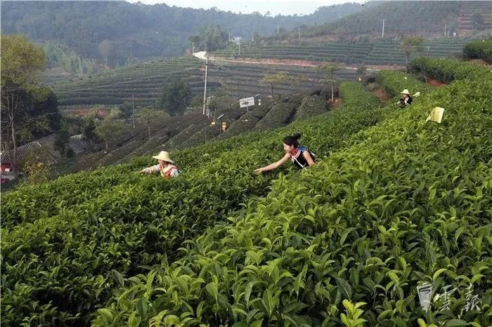 昭通榜上有名!云南10佳茶葉 花卉 蔬菜 水果 .