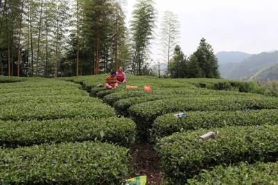 龍巖斜背茶產(chǎn)銷(xiāo)兩旺